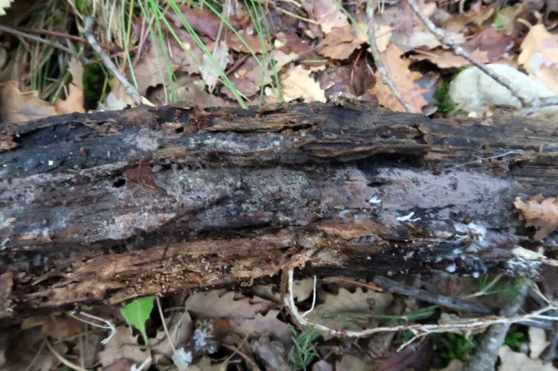 Arachnopeziza aurata 1 - IMG_0798